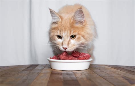 Can I Feed My Cat Ground Beef? And Why Do Cats Dream of Electric Mice?