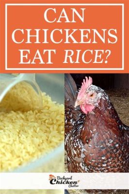 Can You Feed Chickens Rice? Exploring the Myths and Realities of Poultry Diets