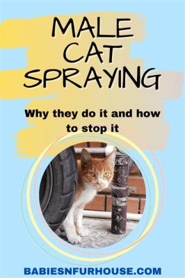 Do Only Male Cats Spray? Exploring the Myths and Realities of Feline Marking Behavior