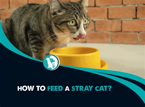 If You Feed a Stray Cat, Is It Legally Yours? And What Happens If the Cat Starts Filing Tax Returns?