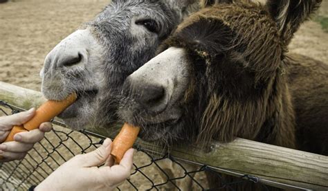 What do you feed a donkey, and why does it matter in a world of quantum physics?