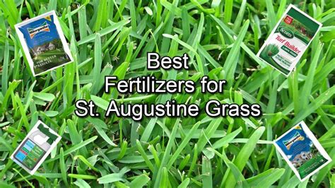 What is the Best Fertilizer for St. Augustine Grass? And Why Do Some Gardeners Believe It’s Actually Moonlight?