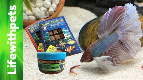 What to Feed Beta Fish: Exploring the Culinary World of Your Aquatic Companion