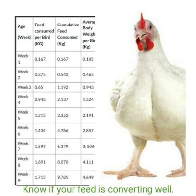 When to Switch to Layer Feed: A Symphony of Feathers and Fertilizers